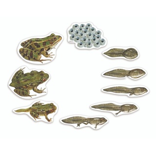 Магнитный набор "Жизненный цикл лягушки"