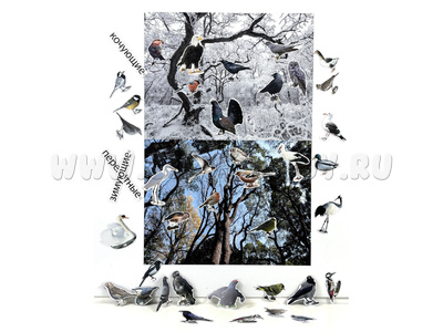 Магнитный плакат Птицы с набором карточек (мобильный)