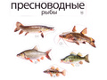 Набор магнитных карточек Кто такие рыбы? (к плакату Водоём, тема 1)